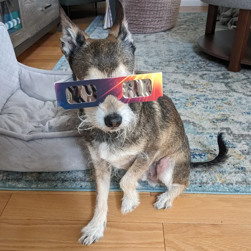 Small dog is prepared as well